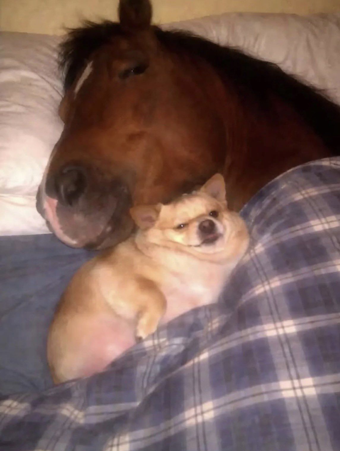 GN Hugelol.com