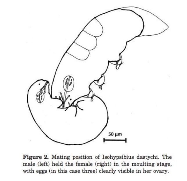 The reverse cowgirl... at least someone practising it