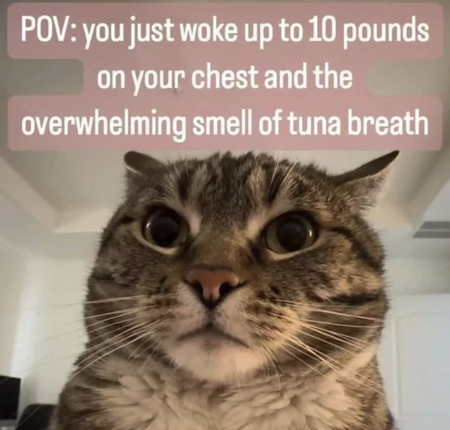 GM!