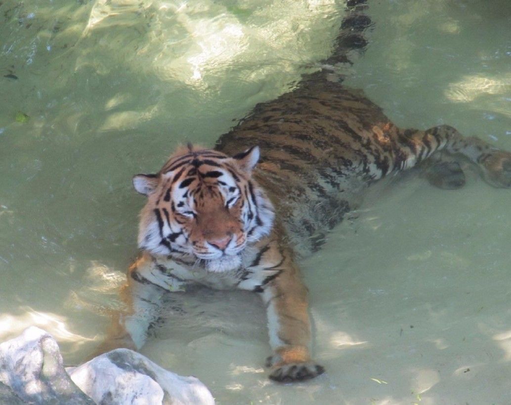 Yup ... Toger in da pool