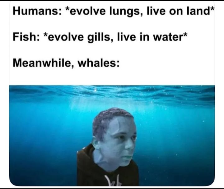 le fishe