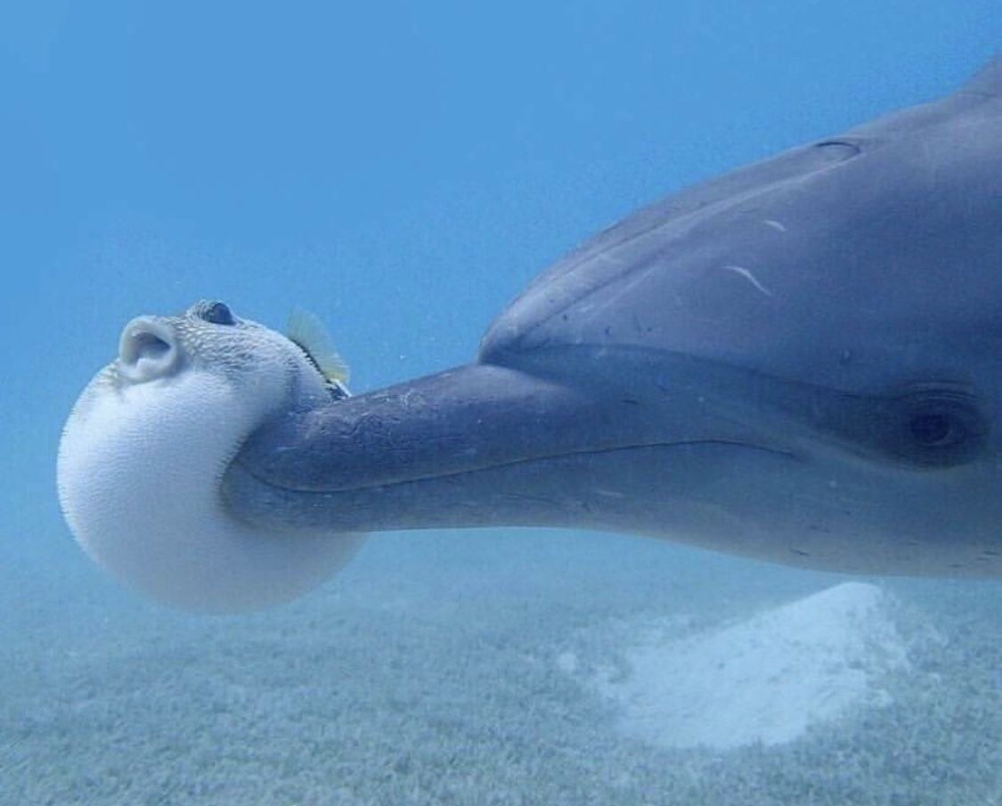 What bullying Nihlus feels like