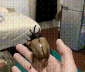 Thats it im sending the scarab after you. Hate everyoen evil ass doom beetle that kills everyone wit