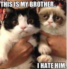 That's why I love Grumpy Cat .