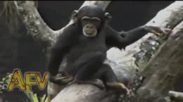 I want a monkey so bad