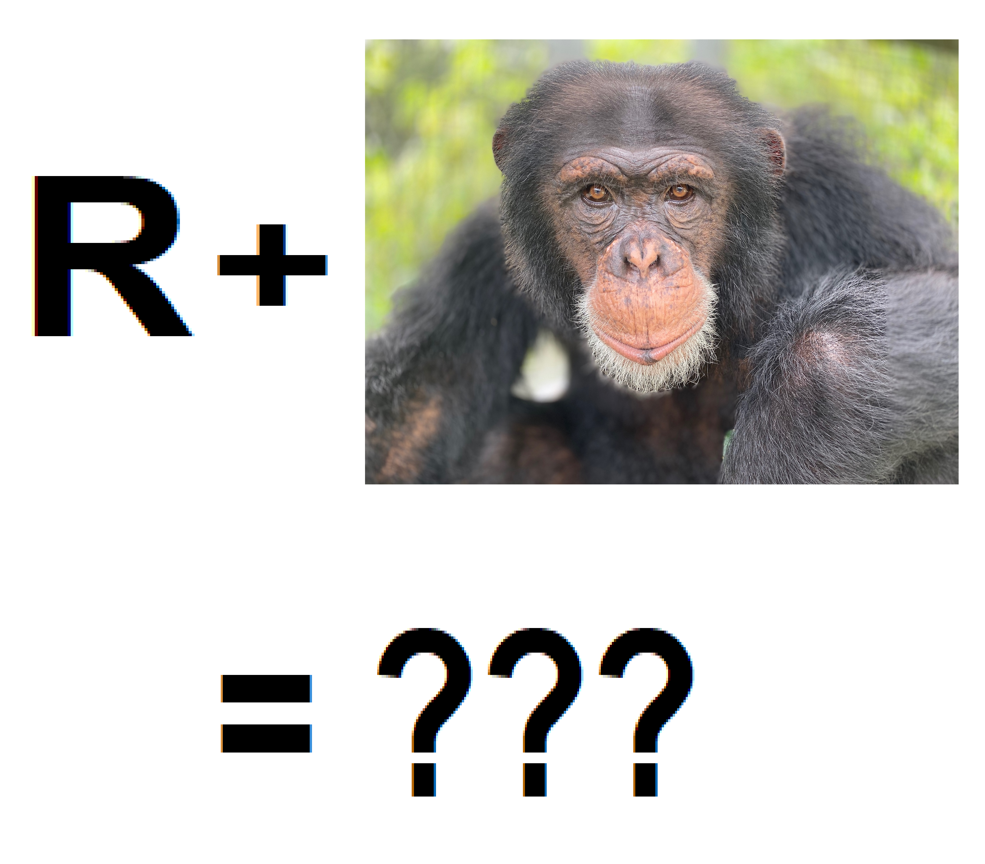 Rimpanzee