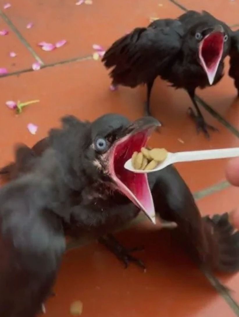 How it feels to post memes for u ungrateful nibbers