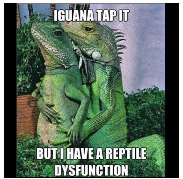 First world iguana problems