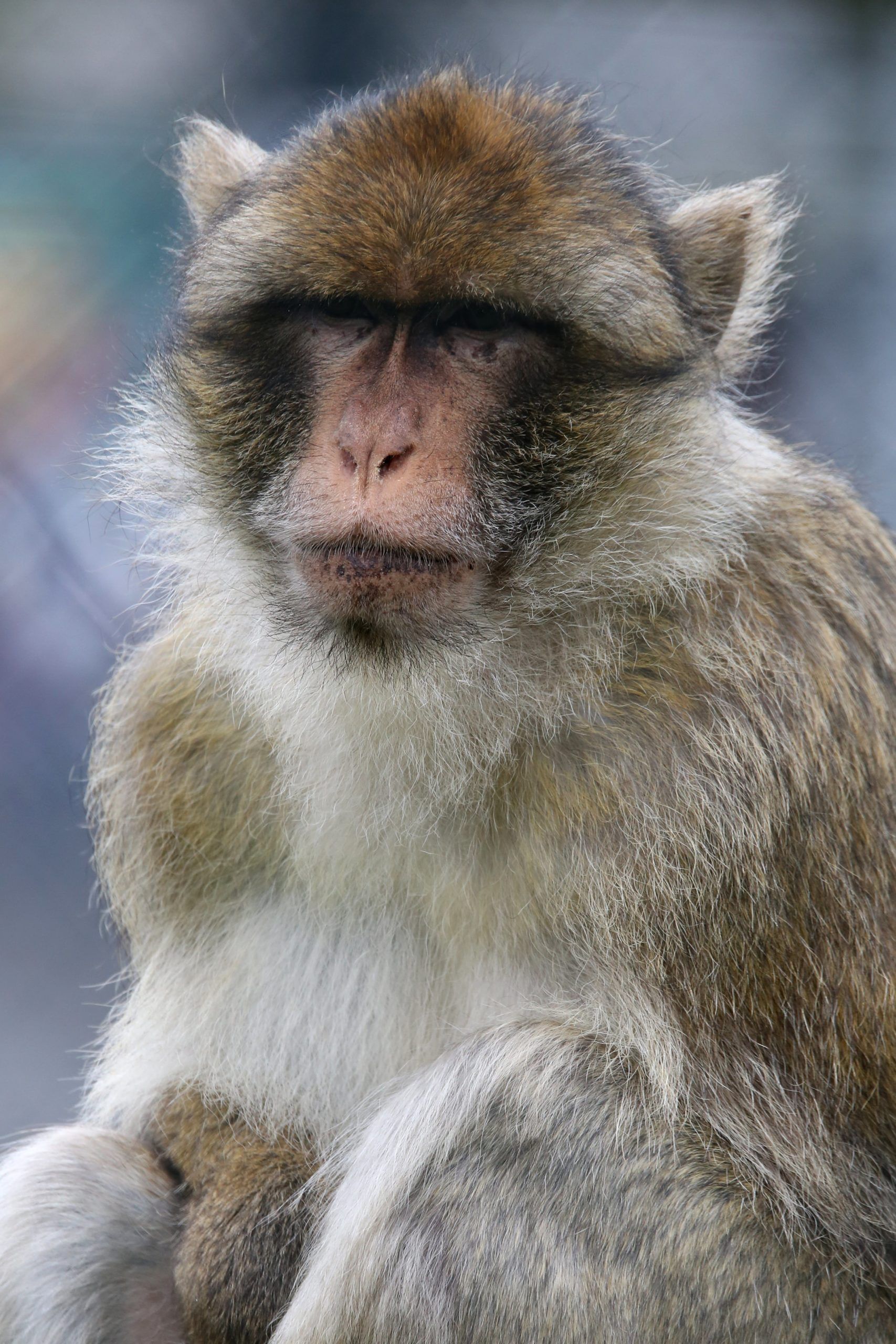 FUNKY MUNKEY SATURDAY