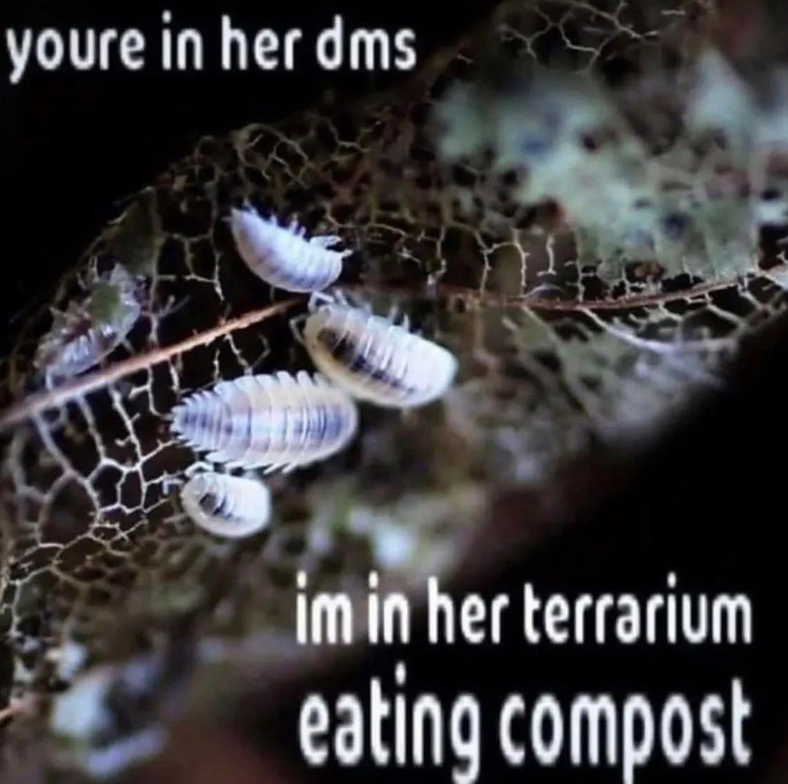 ***