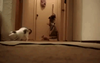 Sh*t! Run!