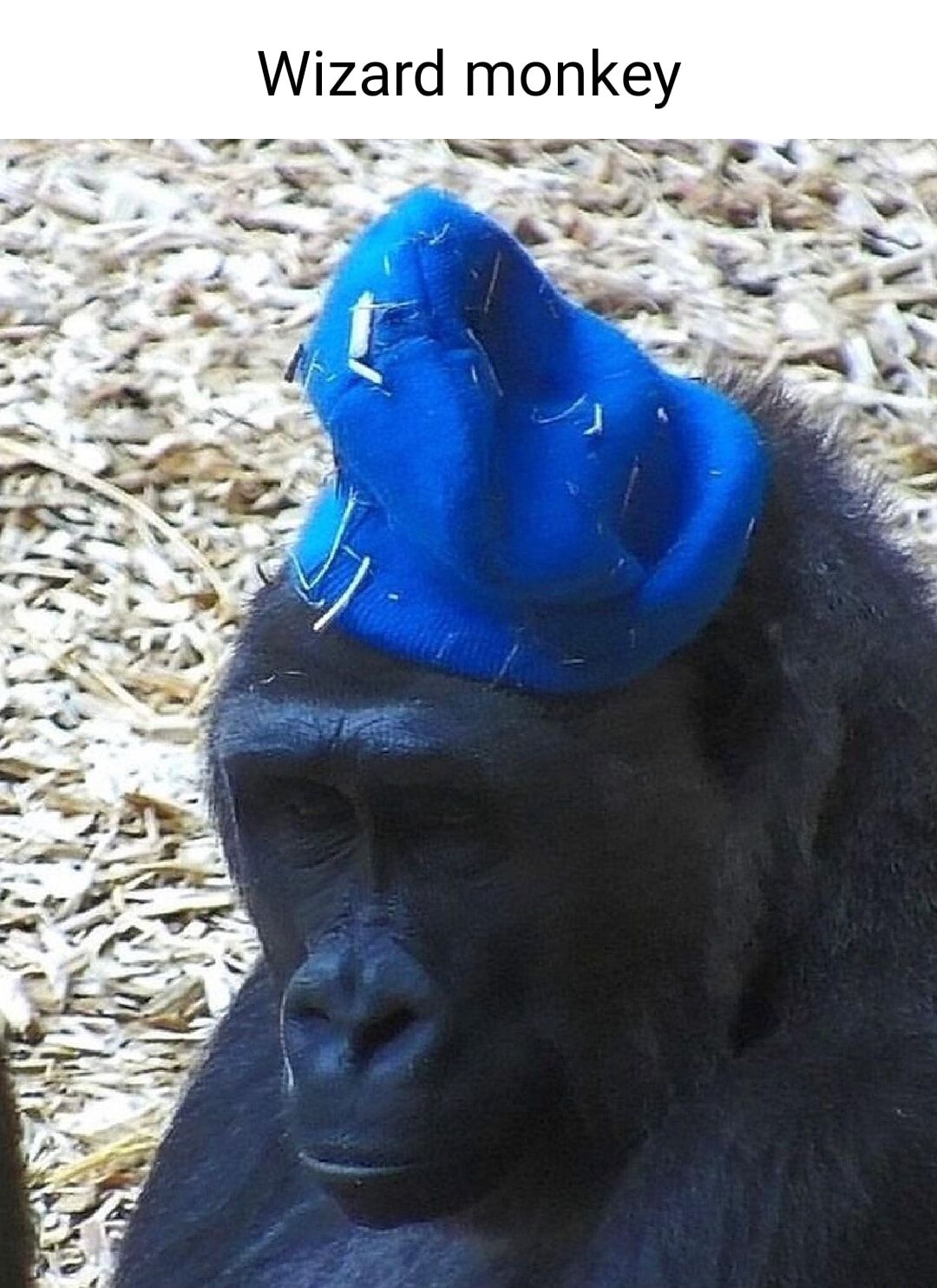 OOOOOG OOOOOOG OOOOOOOOGA