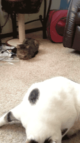 Fat cat trying to clean himself