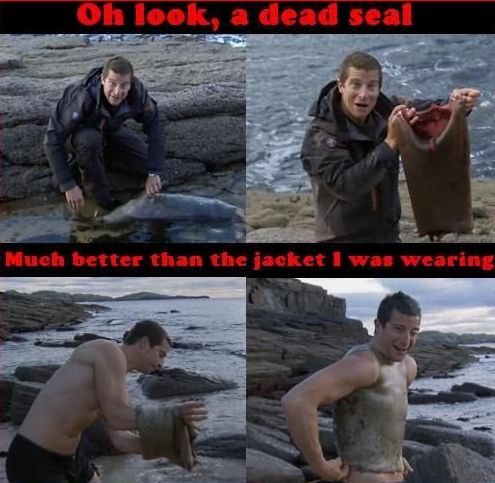 Oh look, a dead seal