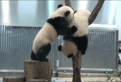 Pandas are the drunkest animals
