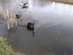 You came to the wrong pond, motherf*cker!
