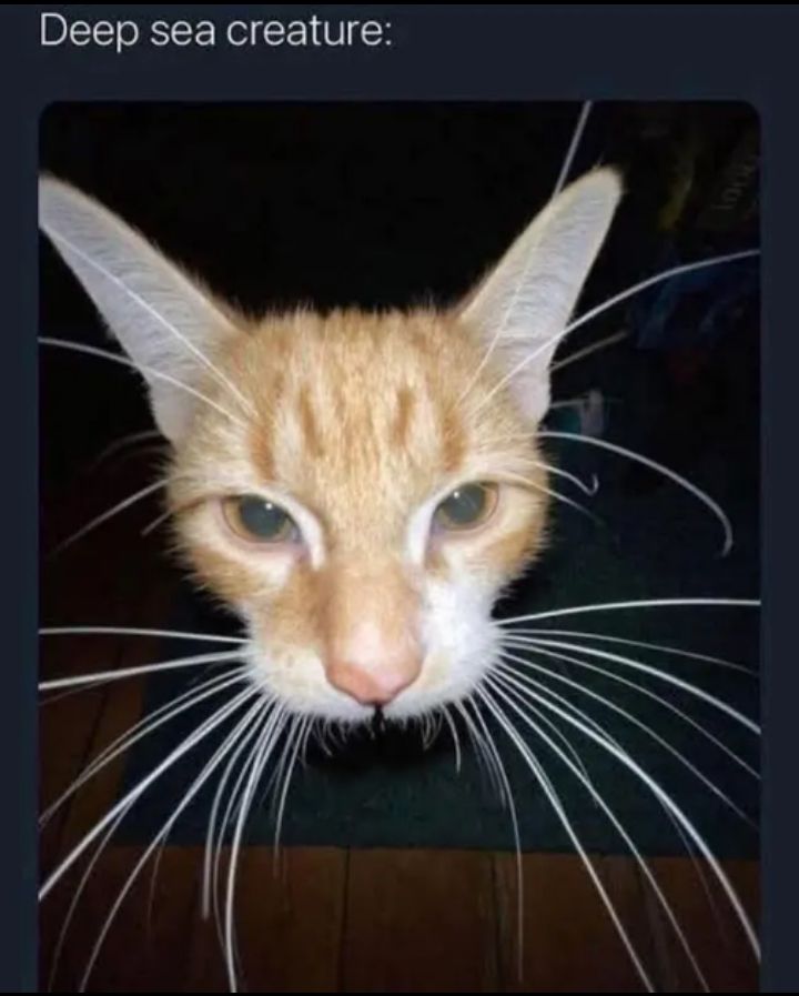 Catfish