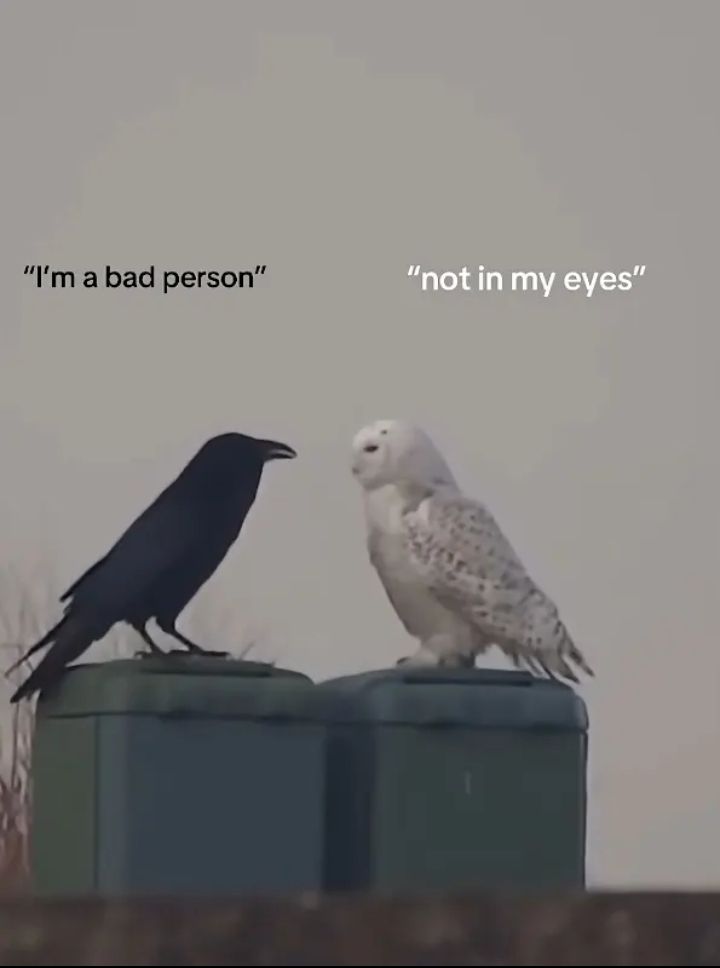 Corvid post