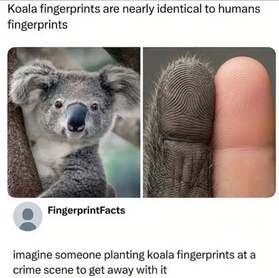 sonichu account human no koala consume leaf yes good human