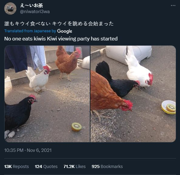 Pretty sure those are chickens not kiwis though