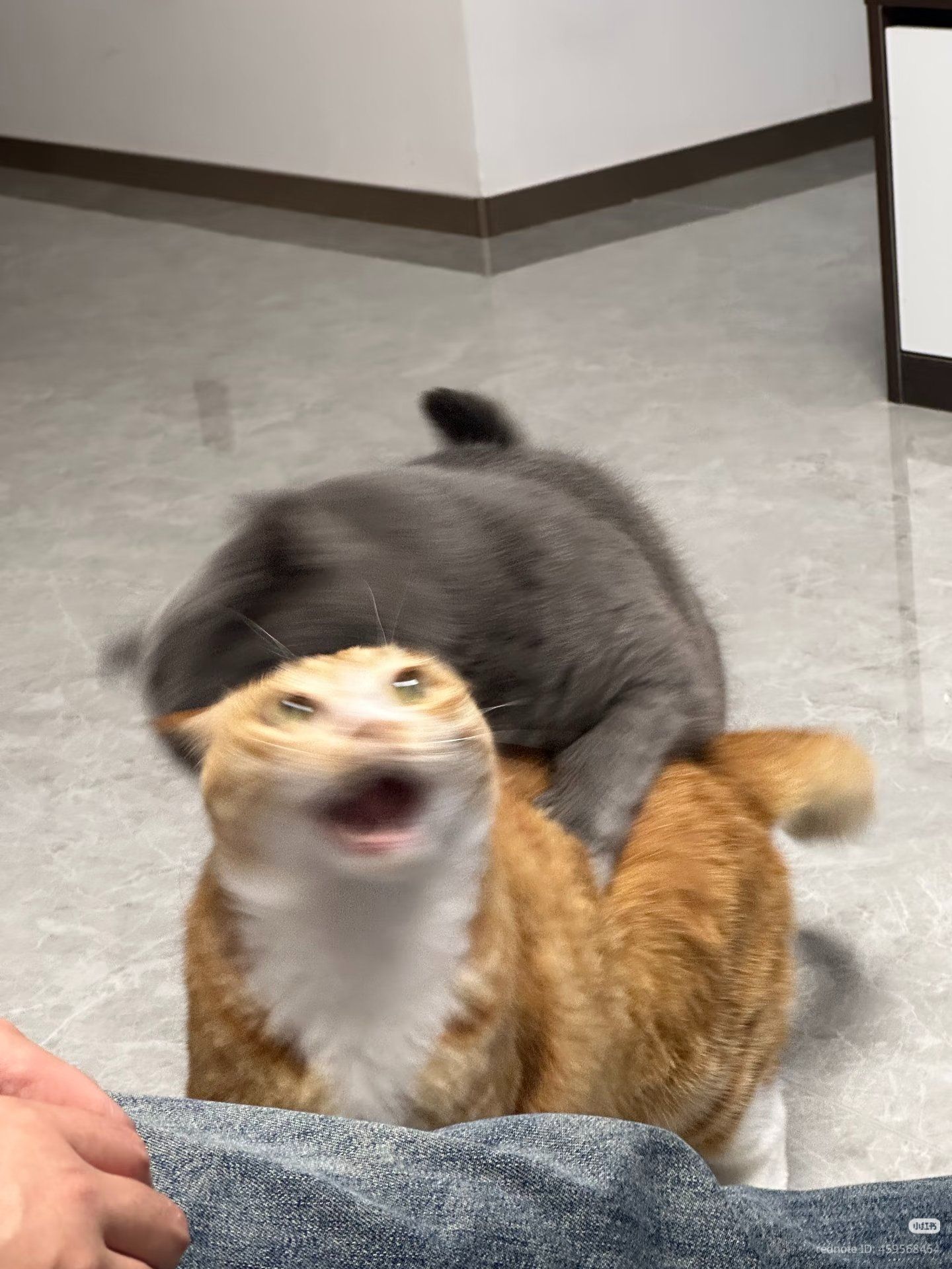 Cain (nihlus) murdering Abel (Grischnakh) c. 4000 BC