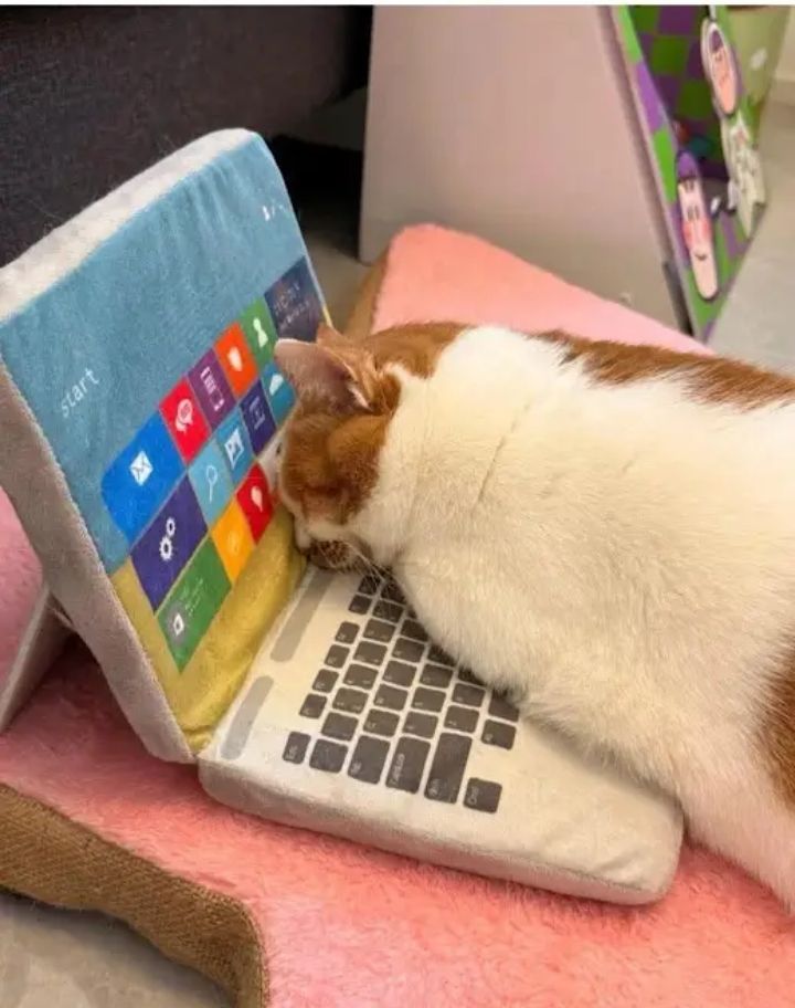 GN!