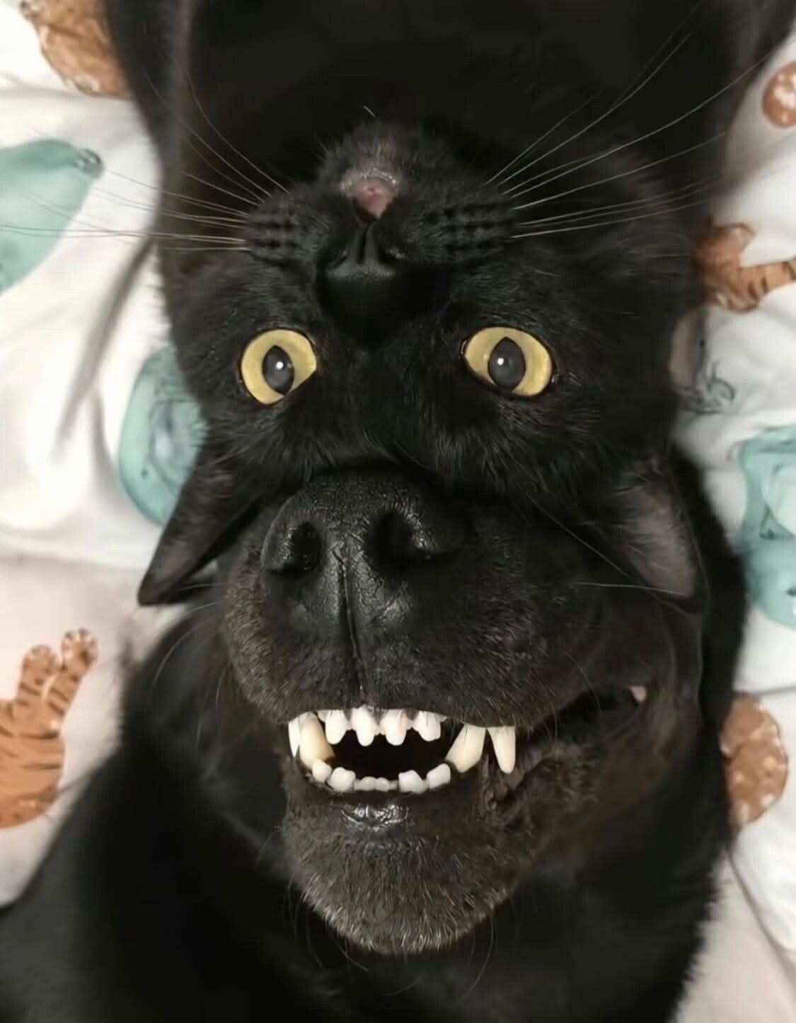 Catdog