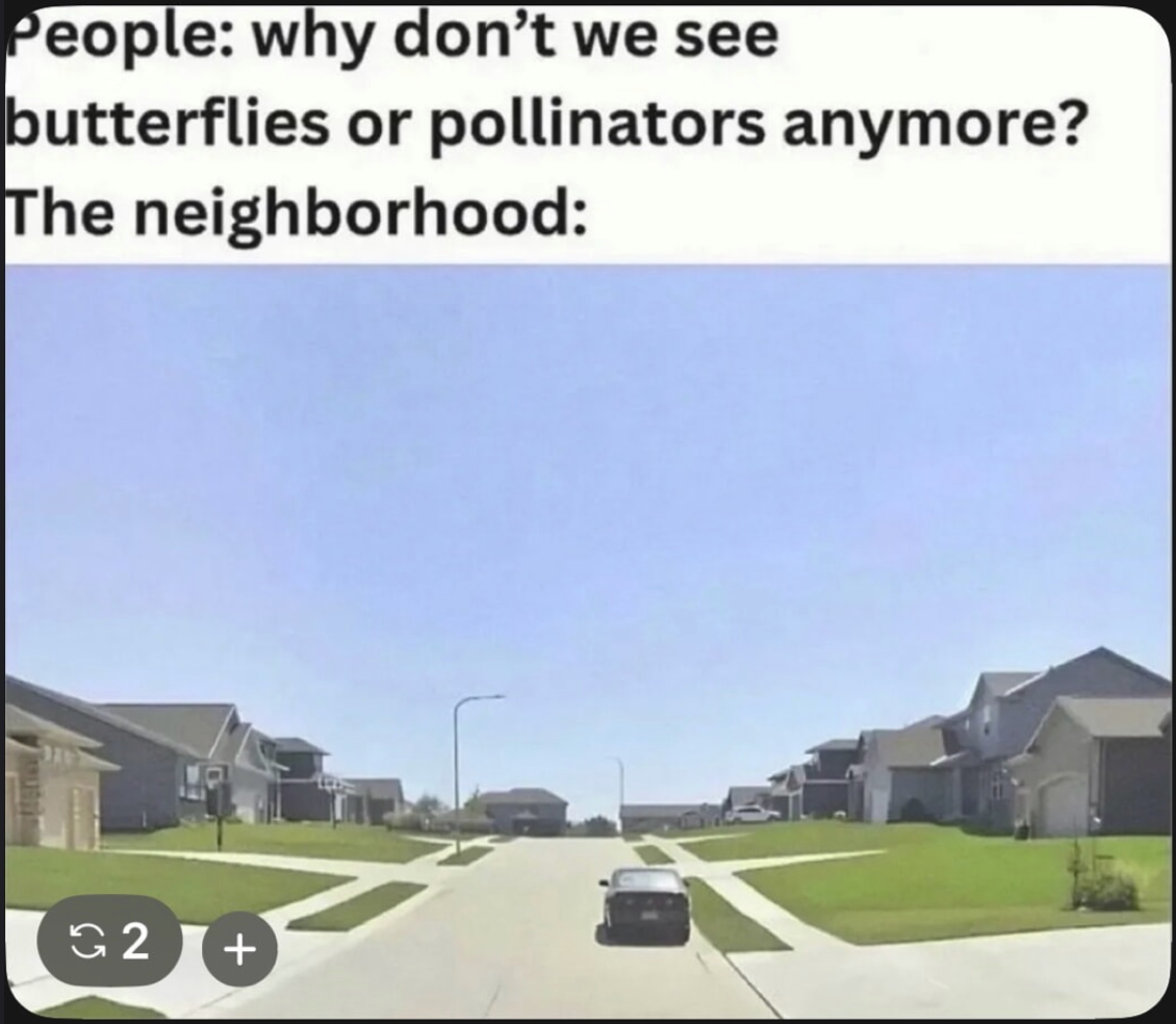 when there's a flower on your lawn, the HOA will assassinate you