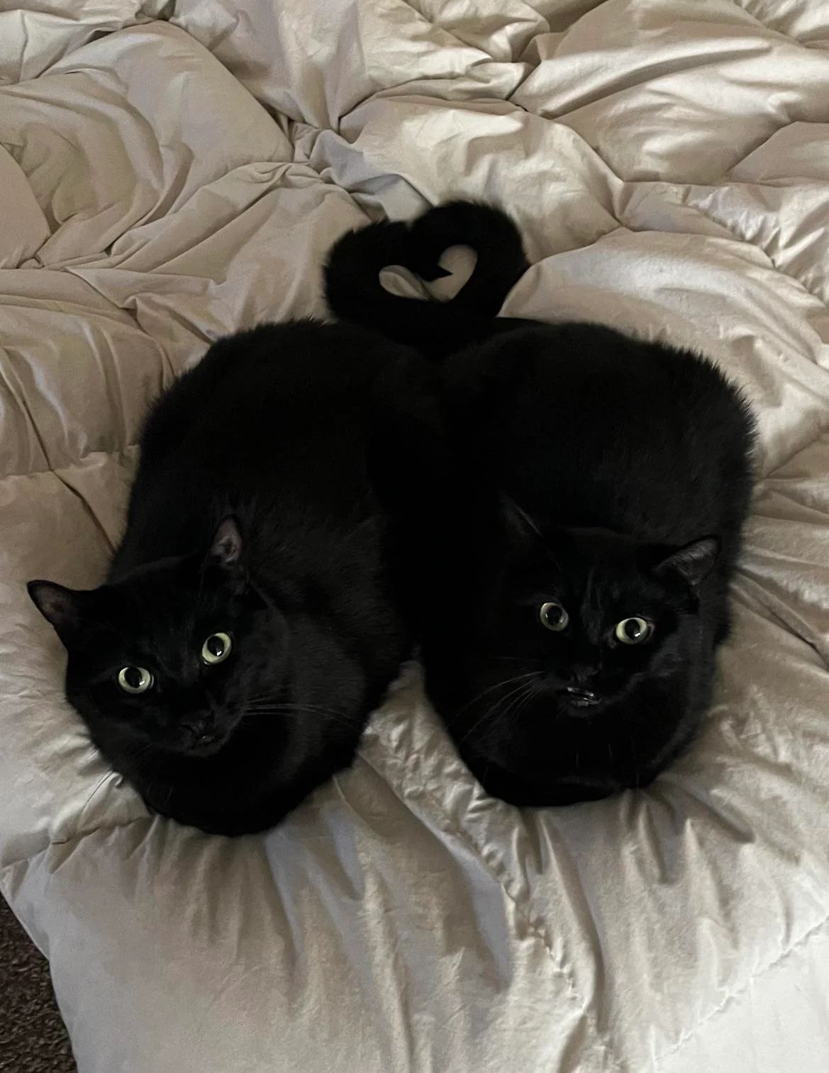 Grischnogger and Niglus