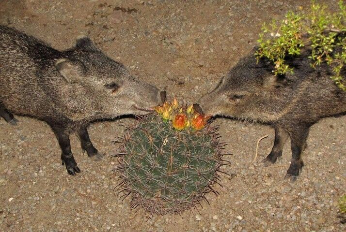 What if we shared a cactus blossom?