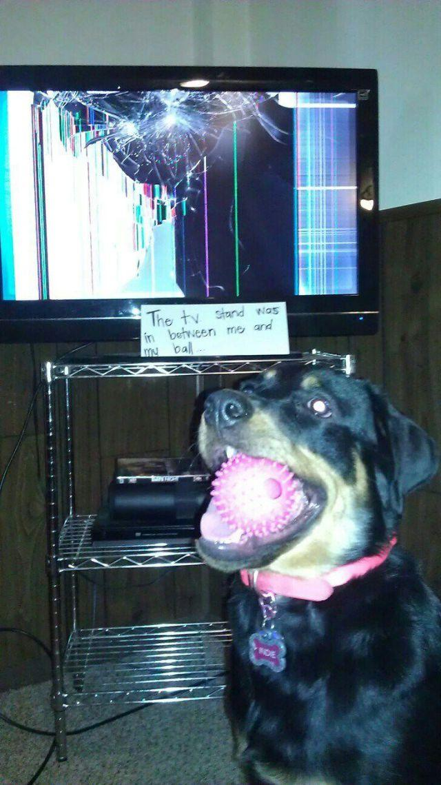 Dog vs. tv