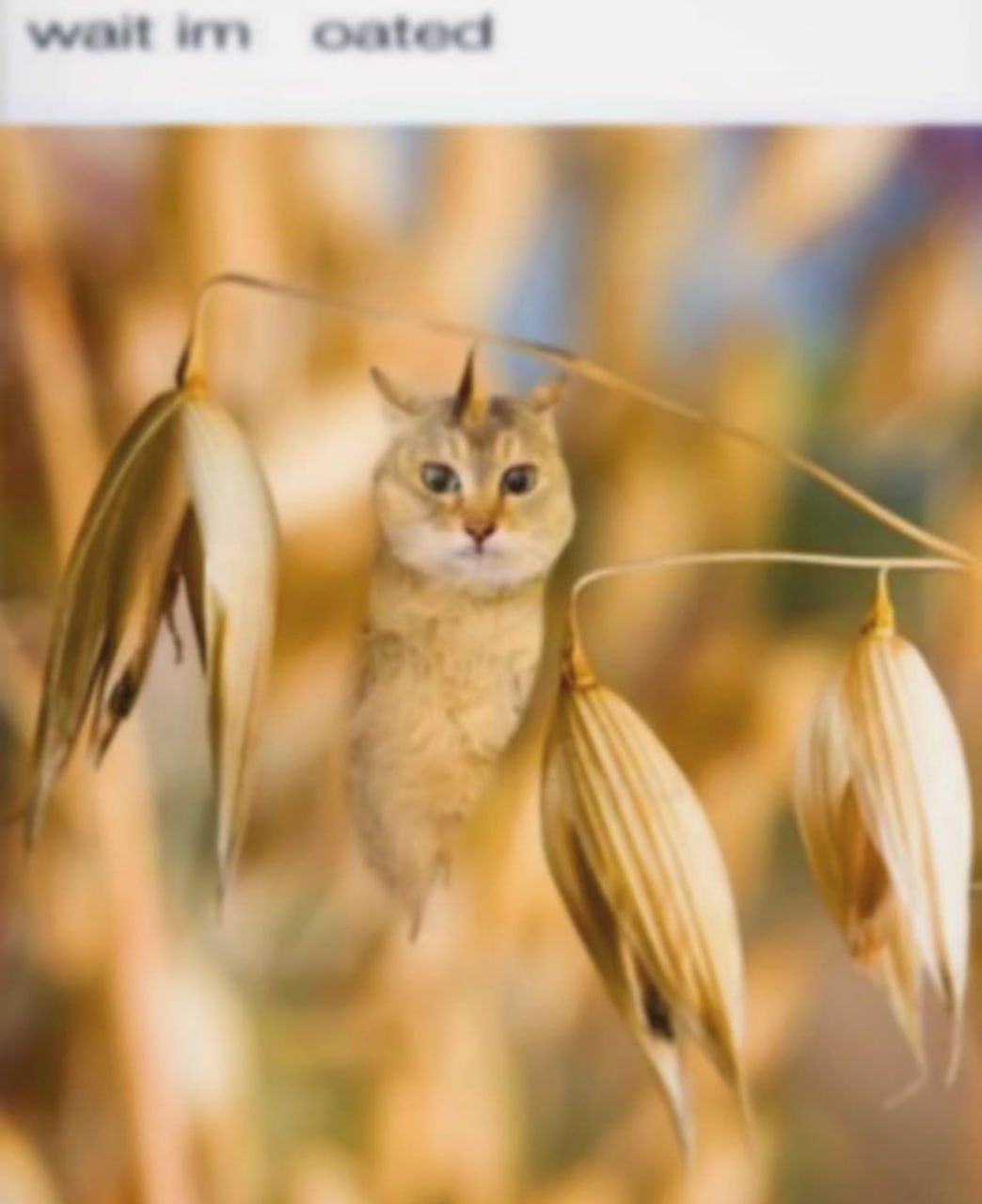 I have depicted Grischnakh as a cereal grain