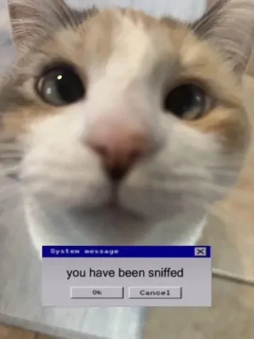 GM!