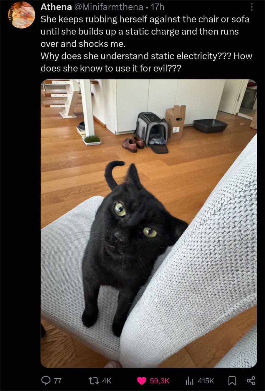 Many cats aren't evil simply because they don't know how