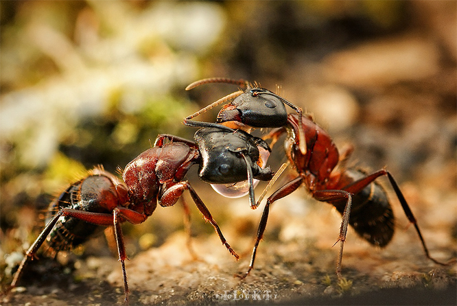 Perhaps you would feel differently about ants if they were 30cm tall?