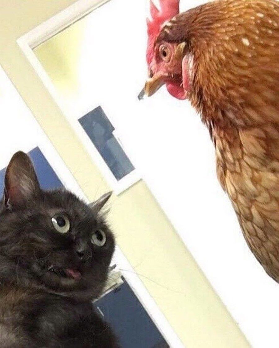Me n Megumin staring contest