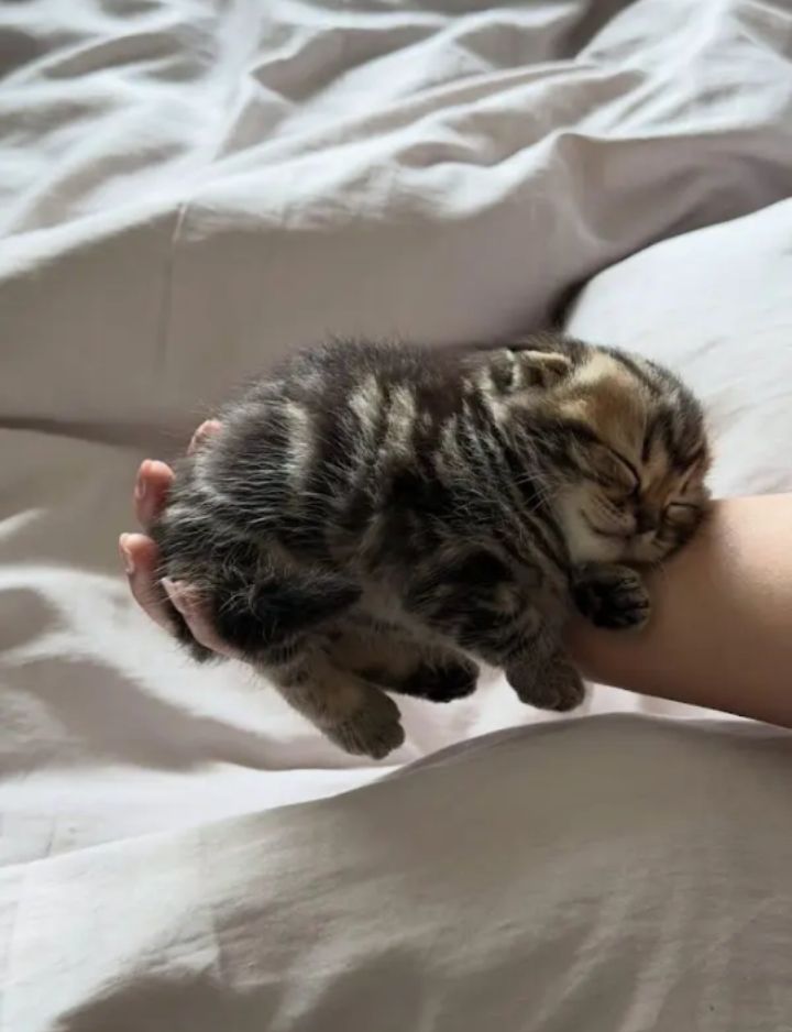 GN my eepy frens