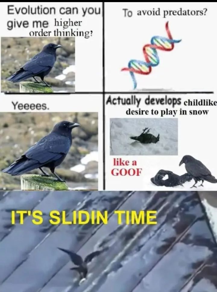 Corvid
