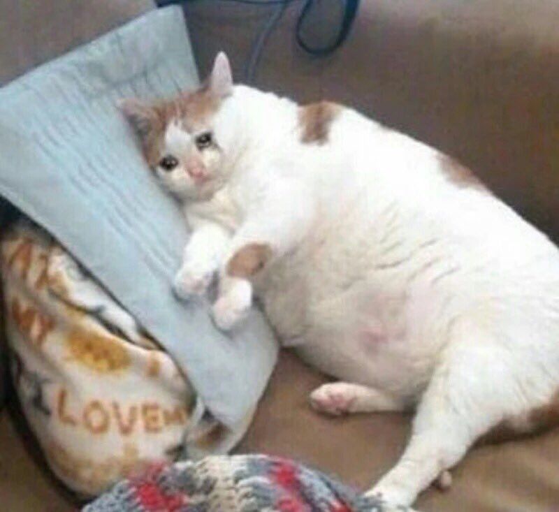MFW I fixed my sleep schedule and now I go to sleep before most GN posts
