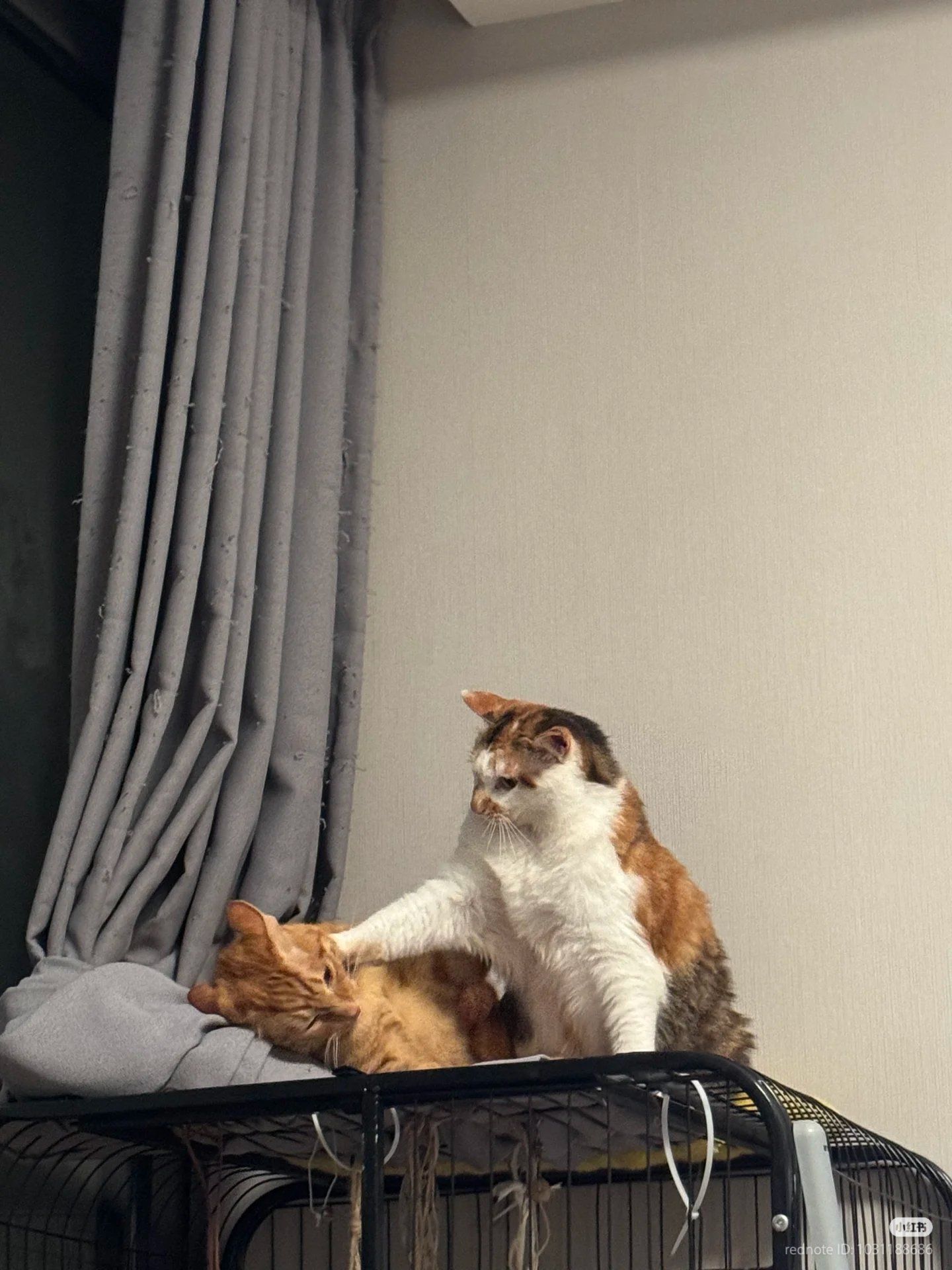Nihlus getting his daily beatings