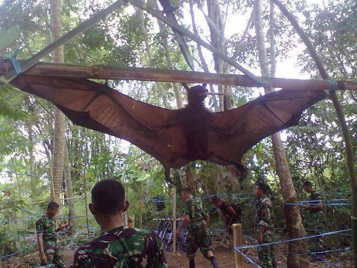 This is a giant golden crowned flying fox. The Biggest bat in the world, caught in the Philippines.