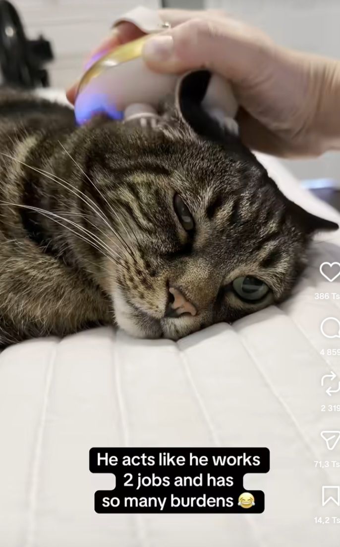 This is Milo