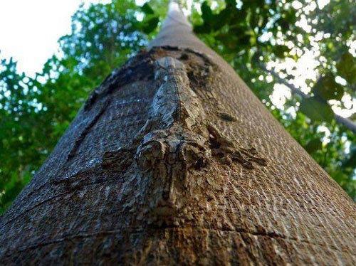 Amazing Camouflage !