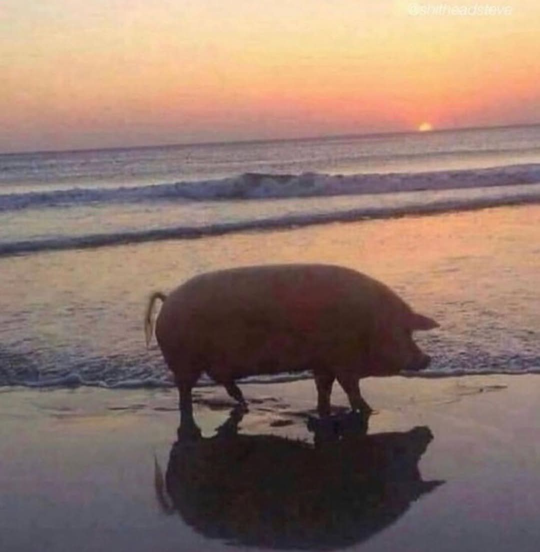 OC from the Mediterranean sea