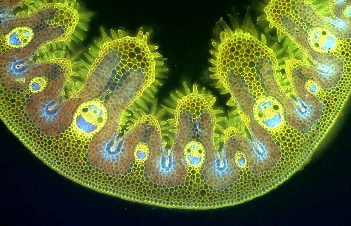 Well hello there man behind the microscope!