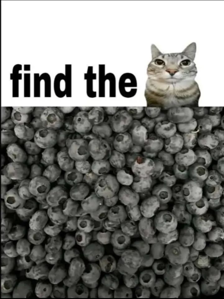 Sneaky kitty