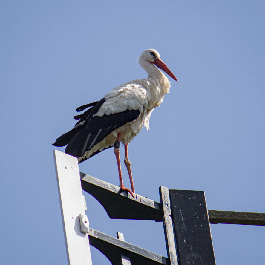 Bird Pic #1; Stork on windmill