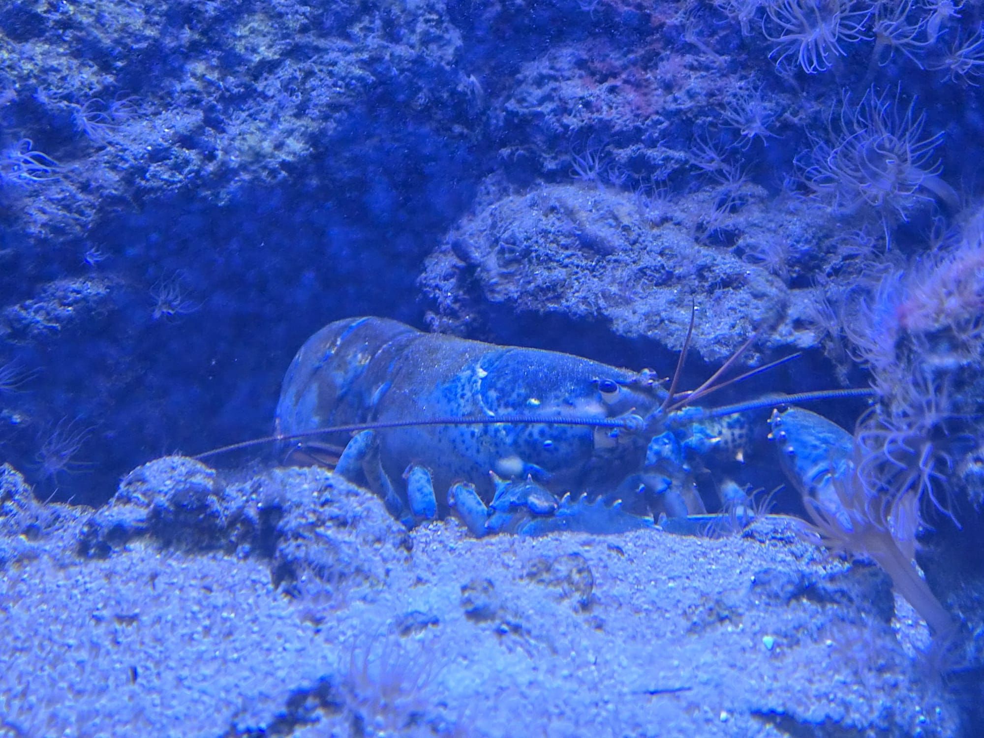 Blue lobster from ragusa