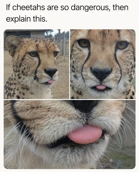 Average Blep :3