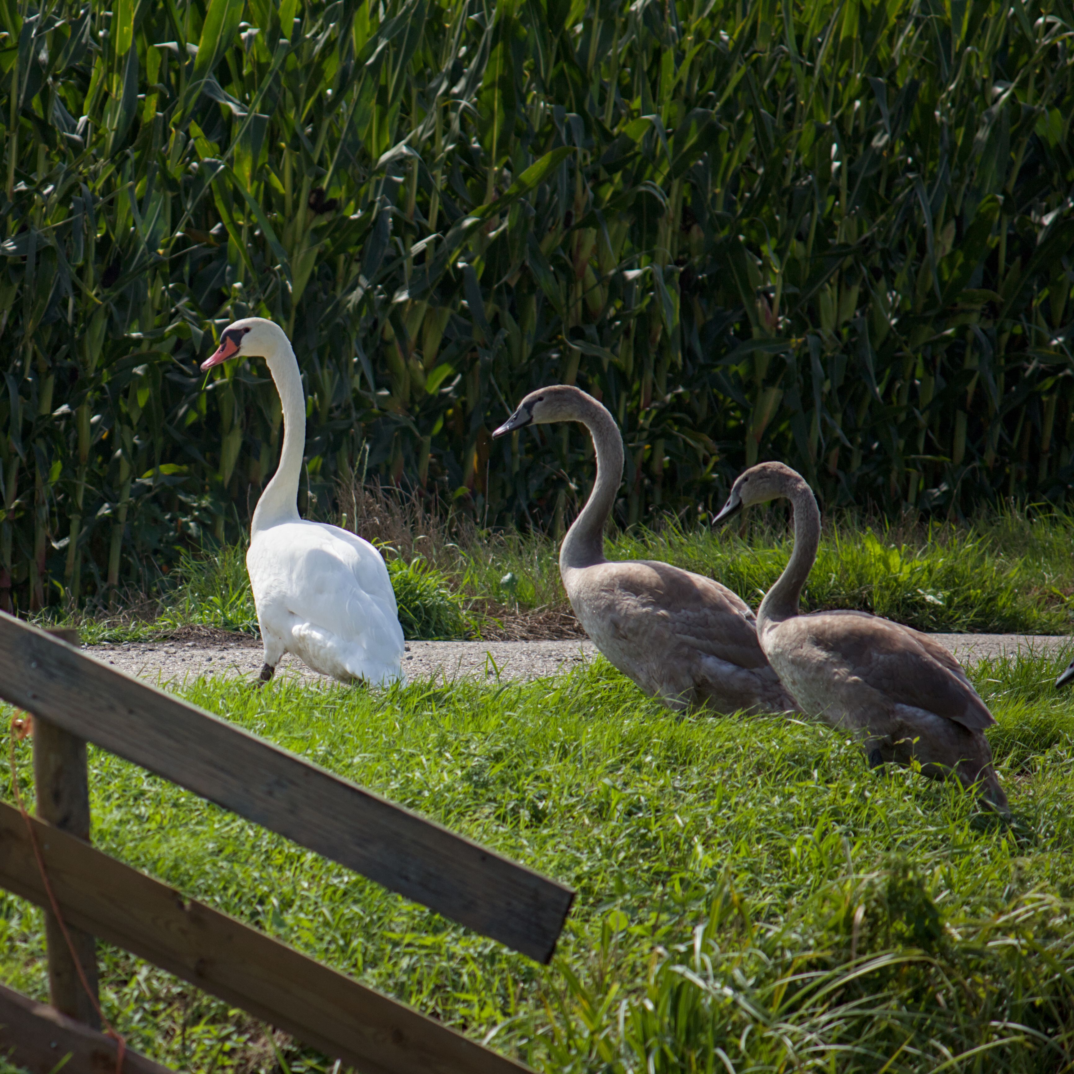 Bird Pic #4, Mute Swan along with two young